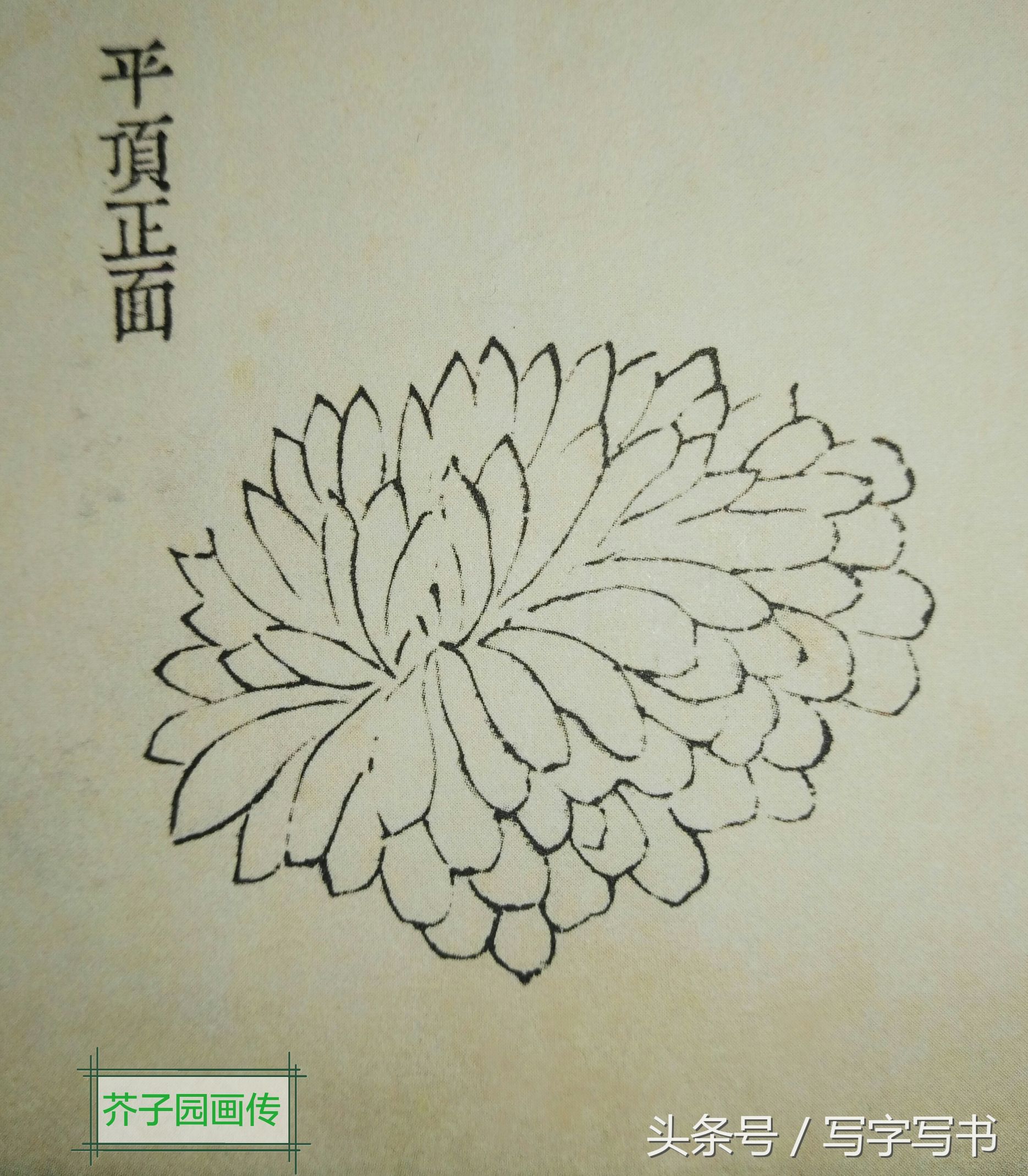 工笔画梅兰竹菊画法大全第一部分,墨牡丹花画法技巧