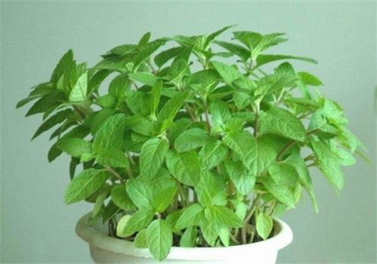 薄荷叶对蚊子有好处吗,干薄荷叶能够驱蚊虫吗