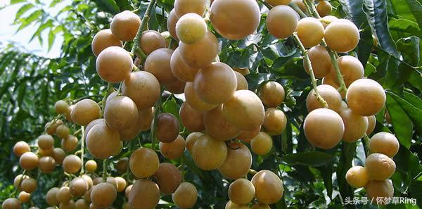 三亚必吃的十大水果排名,海南三亚最爱吃的水果