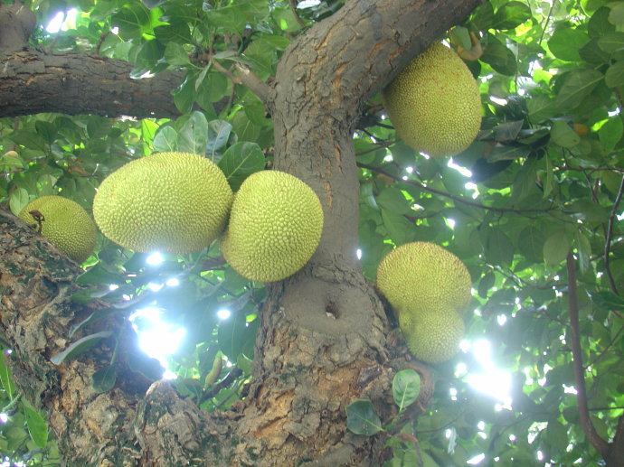 菠萝蜜果树上砍几刀,菠萝蜜树为什么叫挨千刀