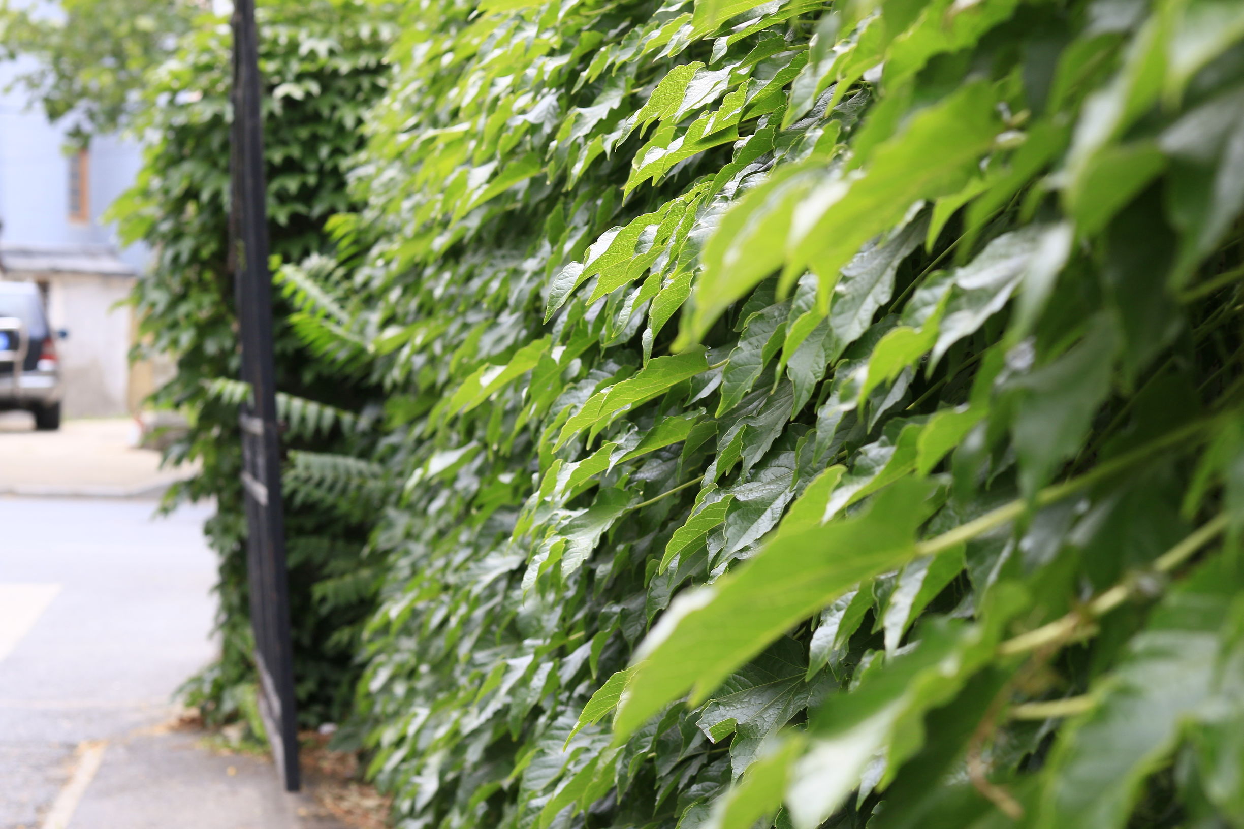 佳能70d配24mm头图片,佳能70d配18-55镜头怎么样