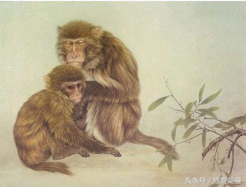 1968年属猴的2024年命好还是不好,1968年的属猴未来五年咋样