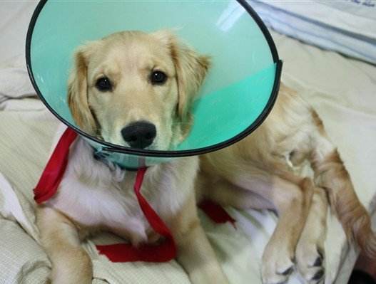 狗狗绝育手术后不吃饭怎么办,狗狗绝育手术后五六天没排便