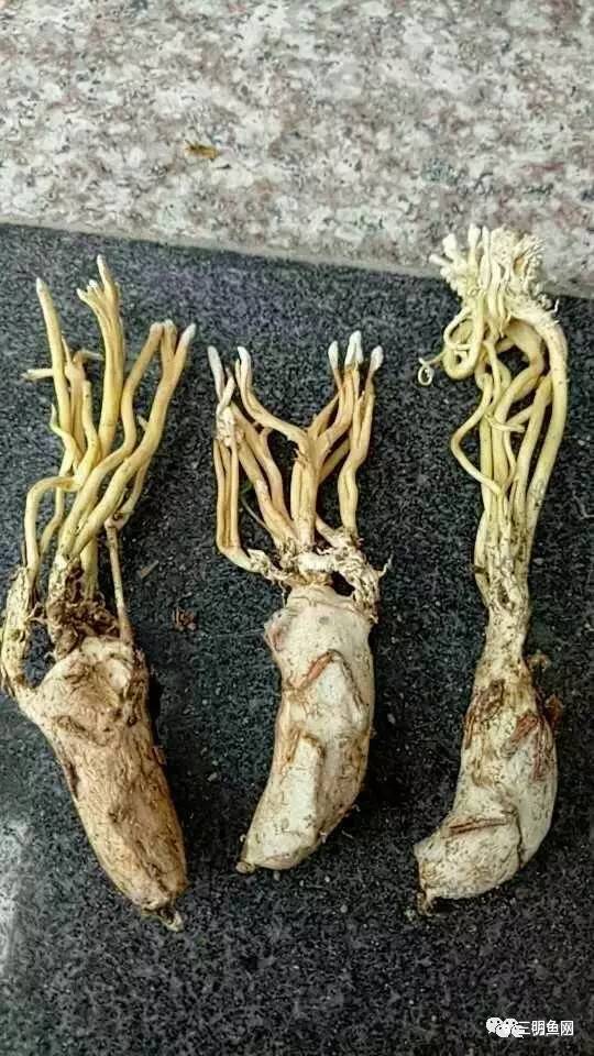 三明山上又一宝物被发现！原来它这么好