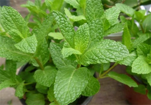 薄荷叶对蚊子有好处吗,干薄荷叶能够驱蚊虫吗