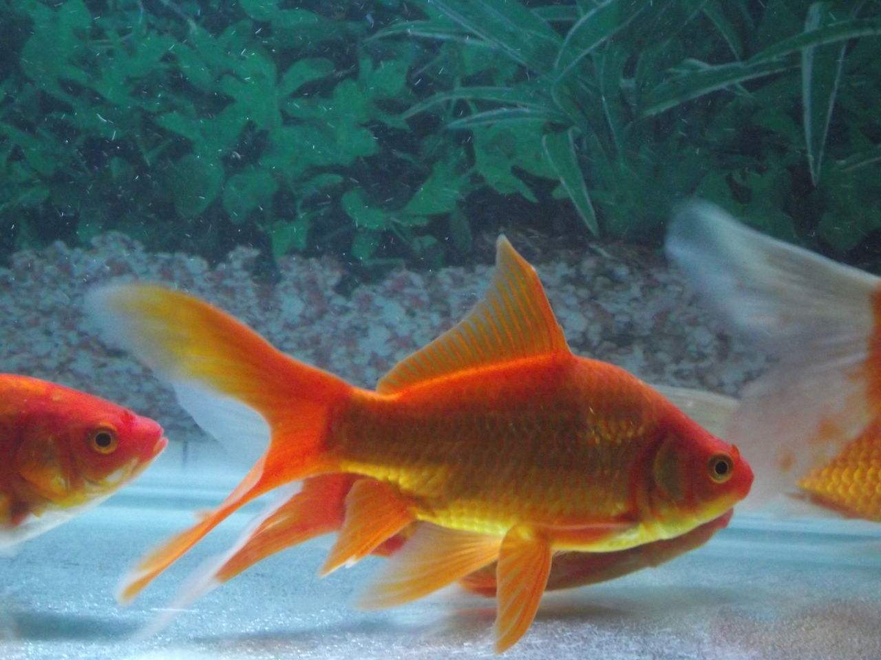 办公室鱼缸养金鱼注意事项,养鱼池里的金鱼儿怎么喂食