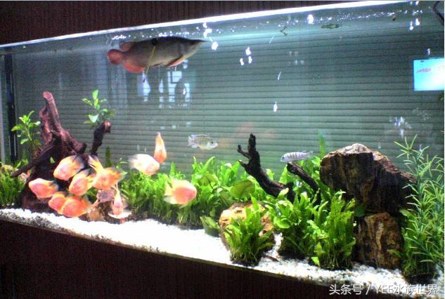 鱼缸有哪些麻烦事,鱼缸选对了也很重要