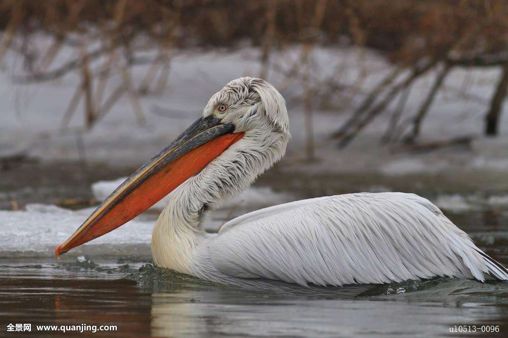 中华神禽志（八）鹈鹕，一张大嘴吞天下，它的心思你别猜