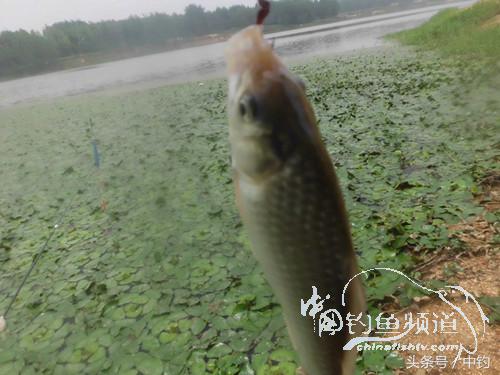 闷热缺氧鱼上浮不开口怎么钓,闷热鱼难钓为什么午时鱼难钓