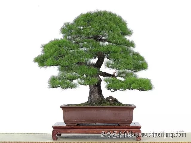 黑松多杆盆景造型 (黑松盆景入门教程)