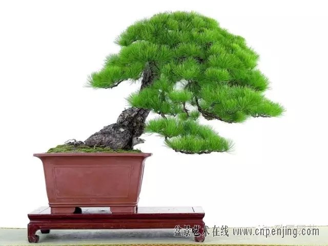 黑松多杆盆景造型 (黑松盆景入门教程)