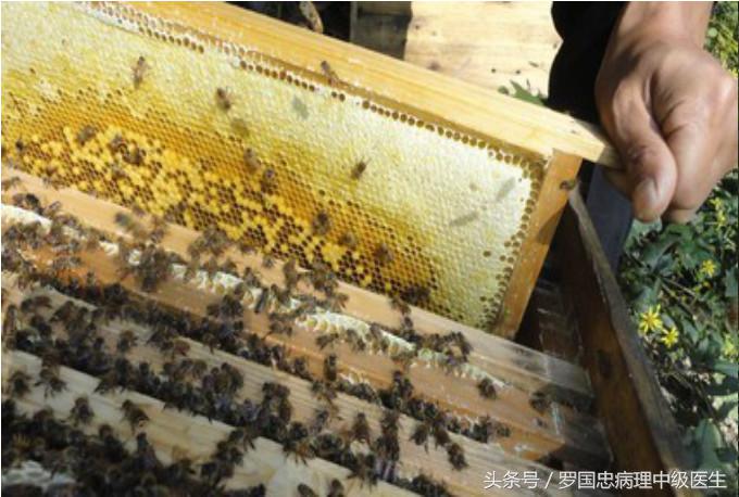 怎么选购真正的、纯正的蜂蜜90%的人不知道技巧，在这里具有多年经验的真正的深山养蜂资深行家详细告诉你