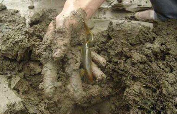 臭泥巴里面的鱼,臭泥沟里有黄鳝