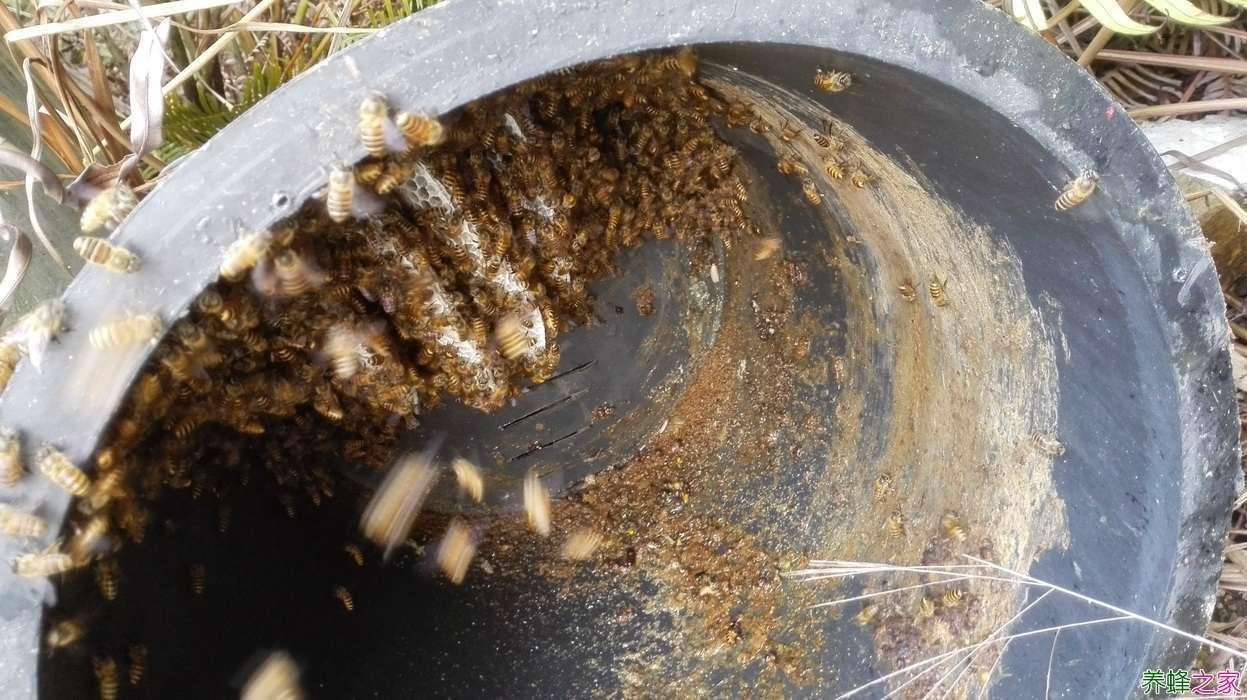 怎么把养蜂场做成产业链,不花钱建养蜂场的方法