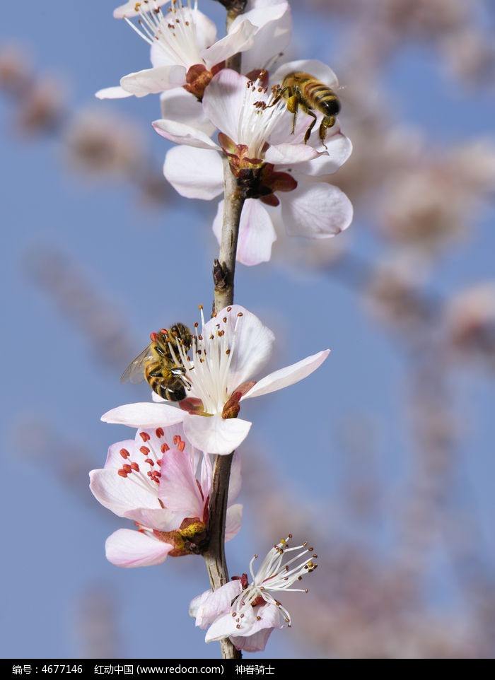 怎么把养蜂场做成产业链,不花钱建养蜂场的方法