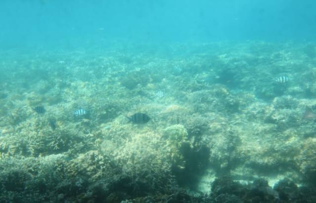 星梦邮轮顺德,星梦邮轮儿子最新视频