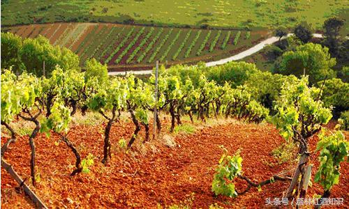 莫斯卡纳风干葡萄酒,加州起源莫斯卡托甜白葡萄酒