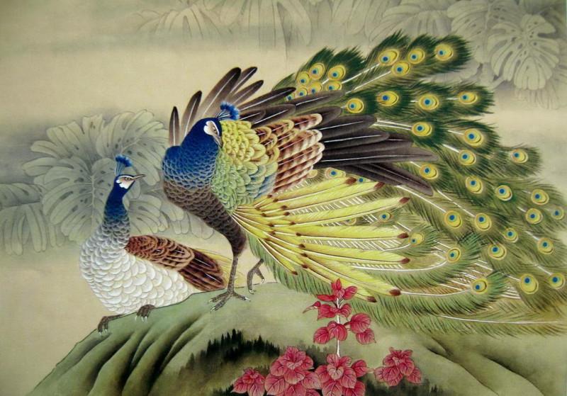 孔雀开屏的图片国画孔雀的画法,国画孔雀的画法图片