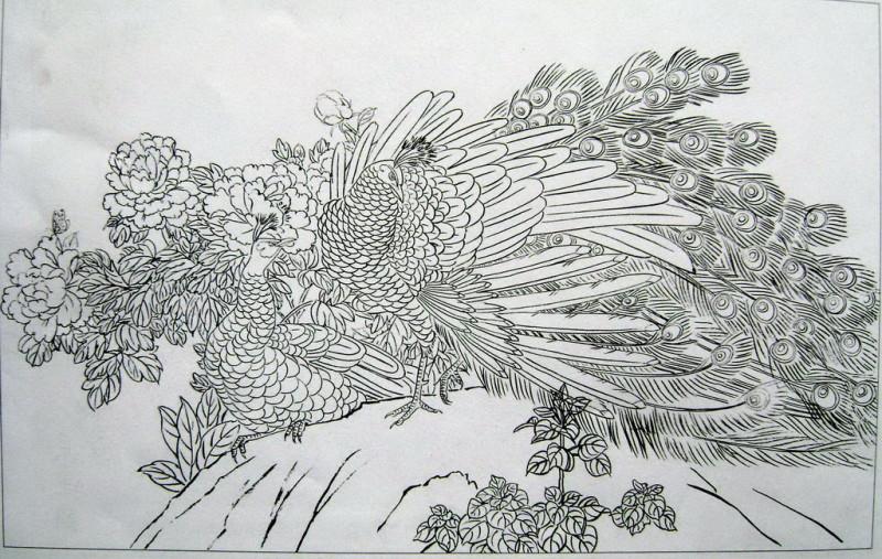 孔雀开屏的图片国画孔雀的画法,国画孔雀的画法图片