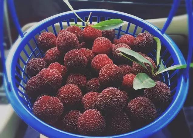 找回食材本来的味道,吃杨梅如何去虫子