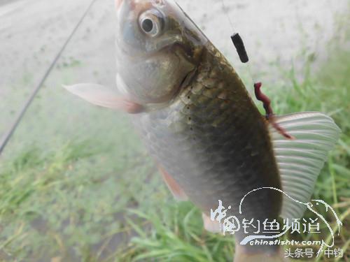 闷热缺氧鱼上浮不开口怎么钓,闷热鱼难钓为什么午时鱼难钓