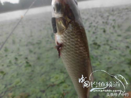 闷热缺氧鱼上浮不开口怎么钓,闷热鱼难钓为什么午时鱼难钓