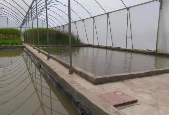 亚洲最大玫瑰花基地,世界最大玫瑰种植基地