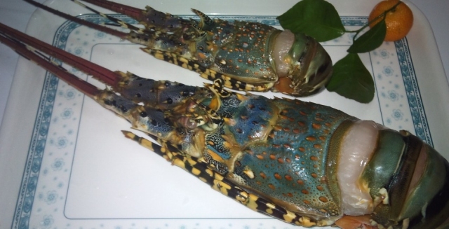 厦门的虾,厦门有哪几种虾