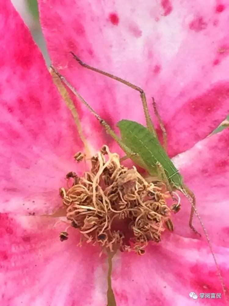 花开花落手机摄影,开到荼蘼花事了在线阅读