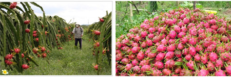 越南水果分布图,越南有名的水果有哪些