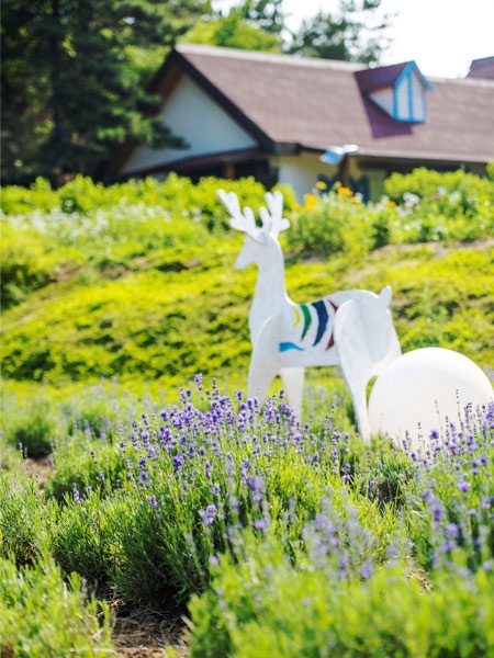 云峰山景区薰衣草2018年价格,云峰山薰衣草花海