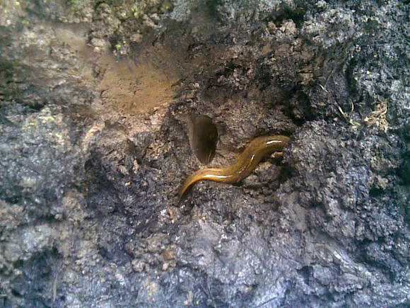 臭泥巴里面的鱼,臭泥沟里有黄鳝