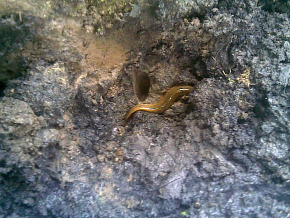 臭泥巴里面的鱼,臭泥沟里有黄鳝