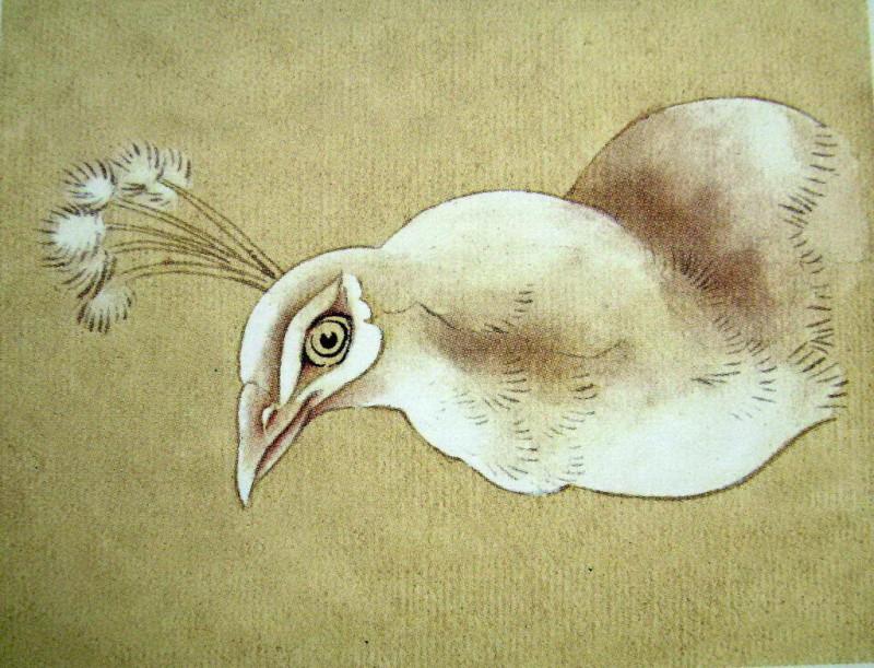 孔雀开屏的图片国画孔雀的画法,国画孔雀的画法图片