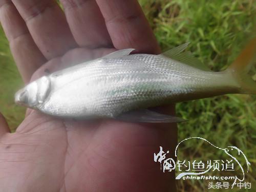 闷热缺氧鱼上浮不开口怎么钓,闷热鱼难钓为什么午时鱼难钓