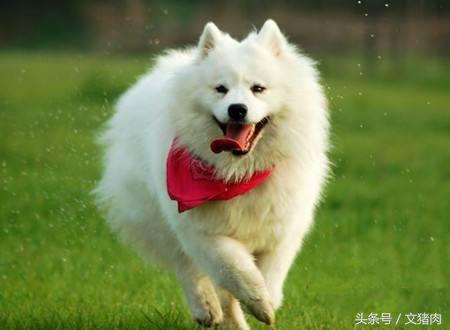 如何看自家狗狗是什么星座的,12星座对应的狗狗是哪个星座