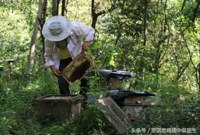怎么选购真正的、纯正的蜂蜜90%的人不知道技巧，在这里具有多年经验的真正的深山养蜂资深行家详细告诉你
