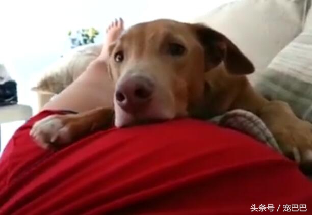 狗狗怀孕主人踢肚子,狗狗踢孕妇的肚子