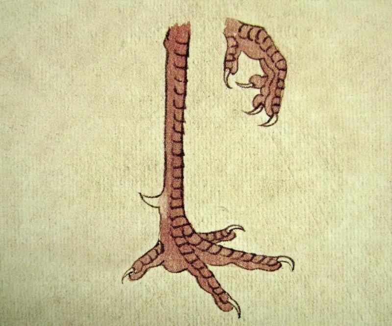 孔雀开屏的图片国画孔雀的画法,国画孔雀的画法图片