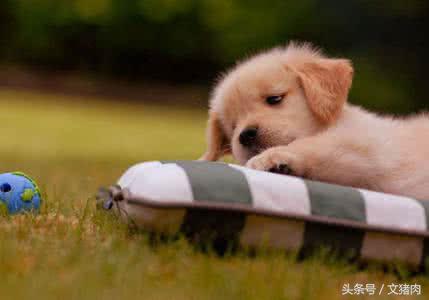 如何看自家狗狗是什么星座的,12星座对应的狗狗是哪个星座