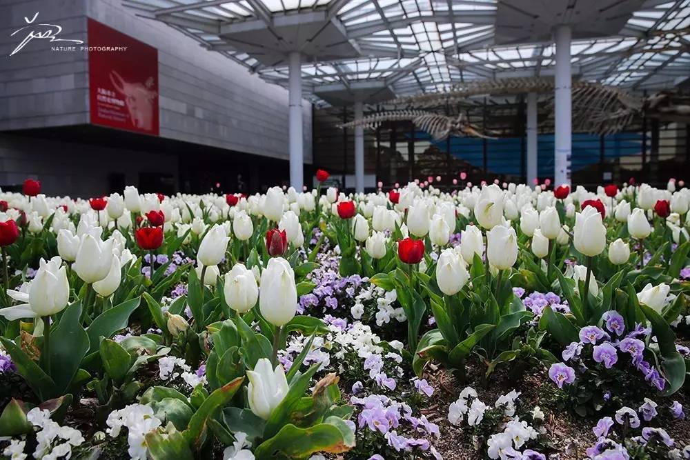 暑期日本之旅,暑假日本旅游攻略