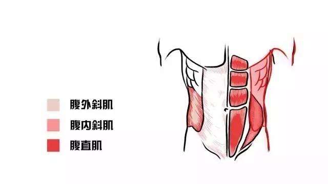 平板支撑能练腹肌马甲线么,做多久平板支撑能练腹肌