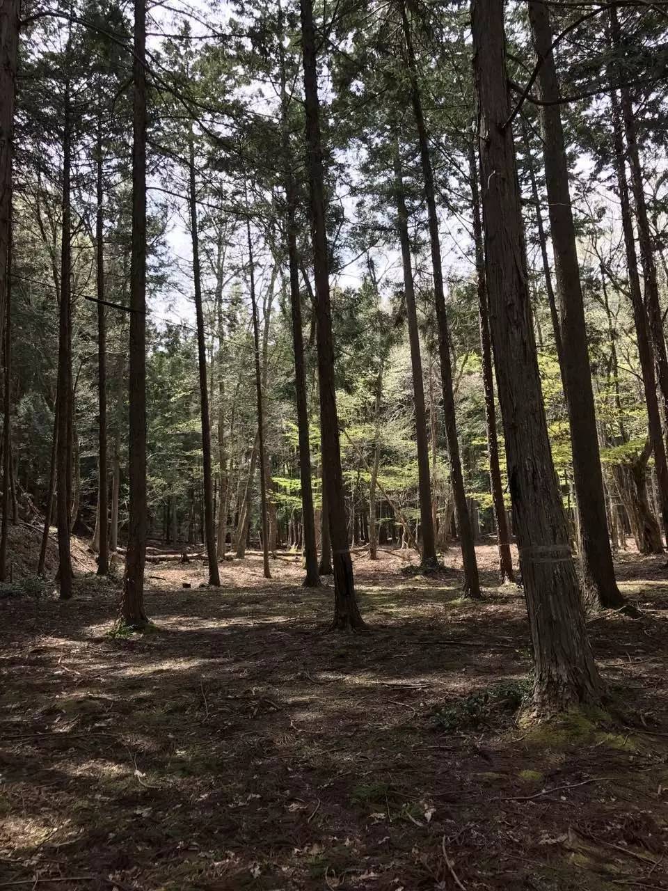 暑期日本之旅,暑假日本旅游攻略