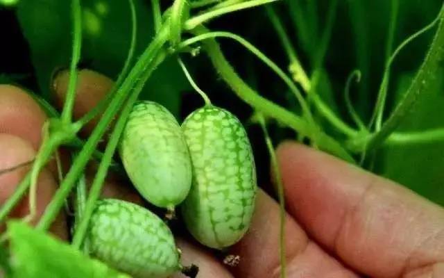 石柱“拇指姑娘”“金姑娘”开采啦！