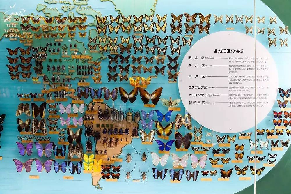 暑期日本之旅,暑假日本旅游攻略