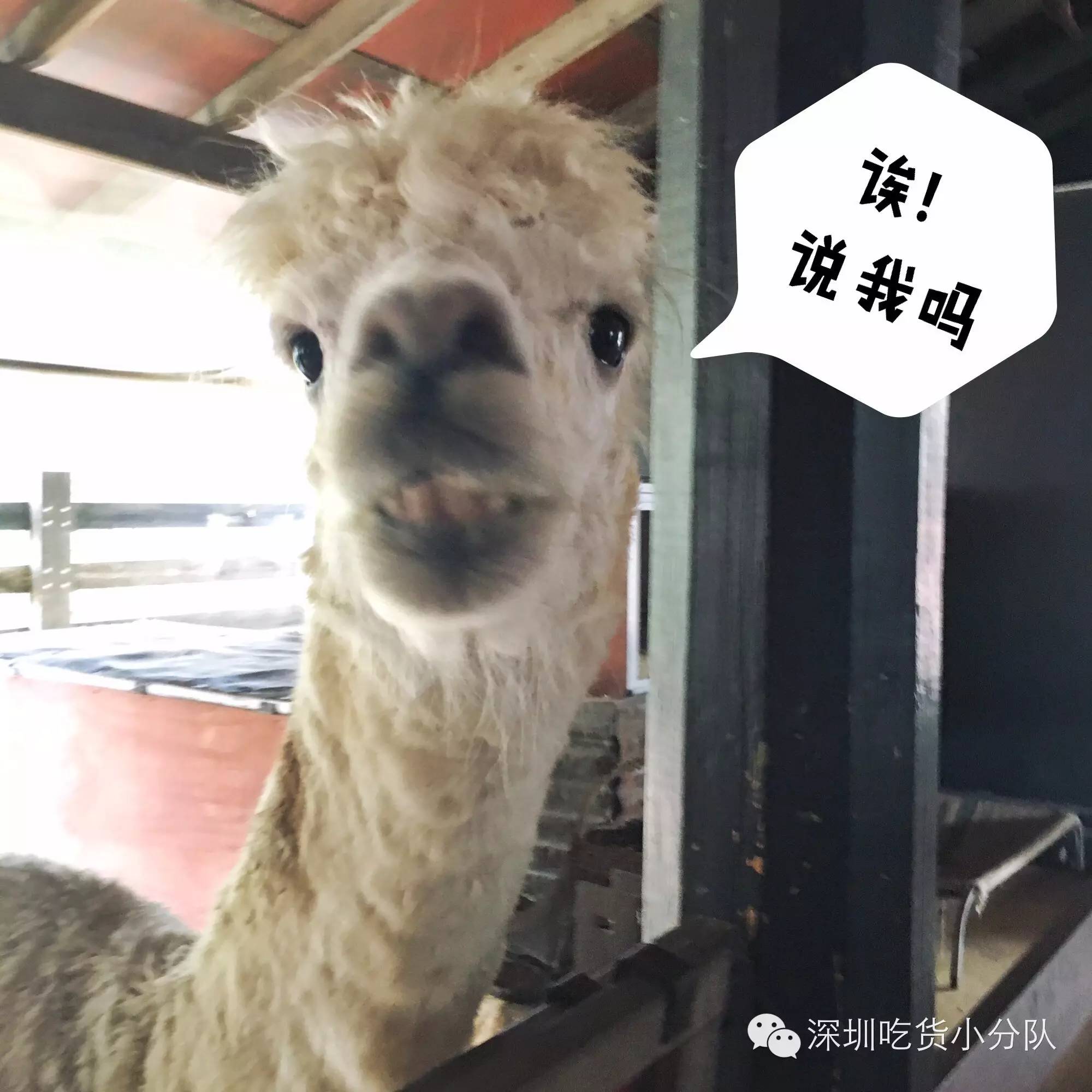 吃货浪游记丨我的胃说想去南半球看看~