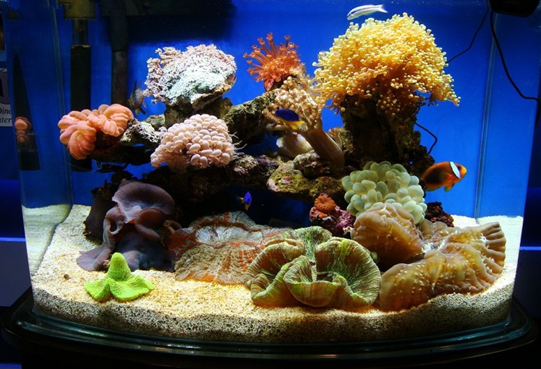 美国开缸法,养鱼开缸法