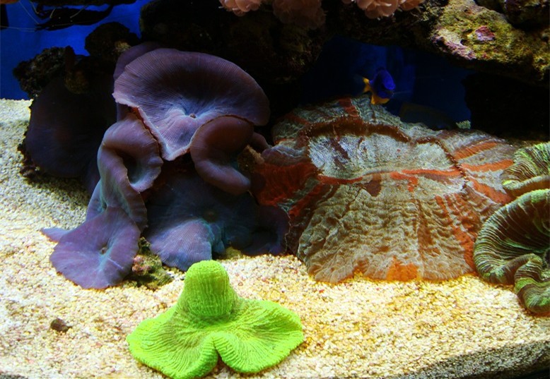 美国开缸法,养鱼开缸法