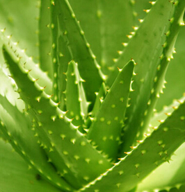 芦荟胶的功能和功效以及用法,好的芦荟胶的功能和功效