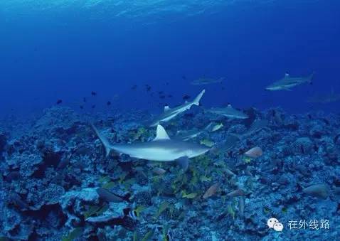 美人鱼帕劳旅游,美人鱼带你去水下世界